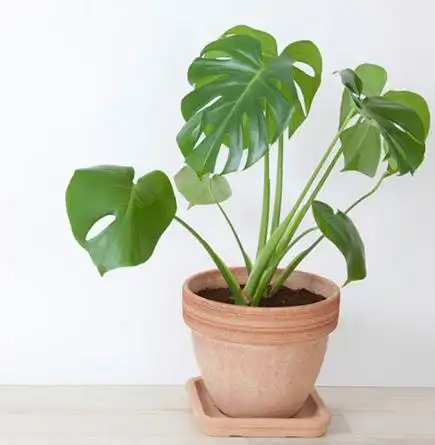 Plantas en la oficina 