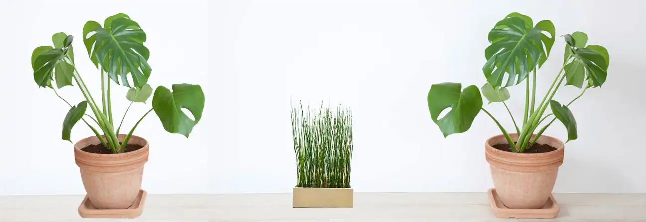 Plantas en la oficina 